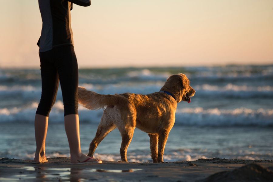 Golden retriever passeando na praia com a tutora